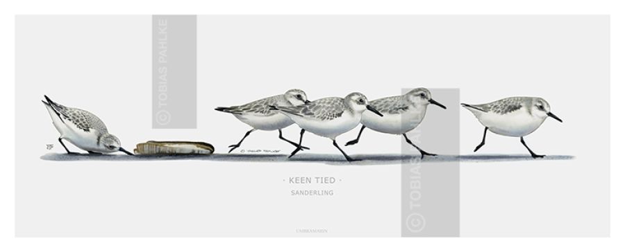"No time" / Sanderling